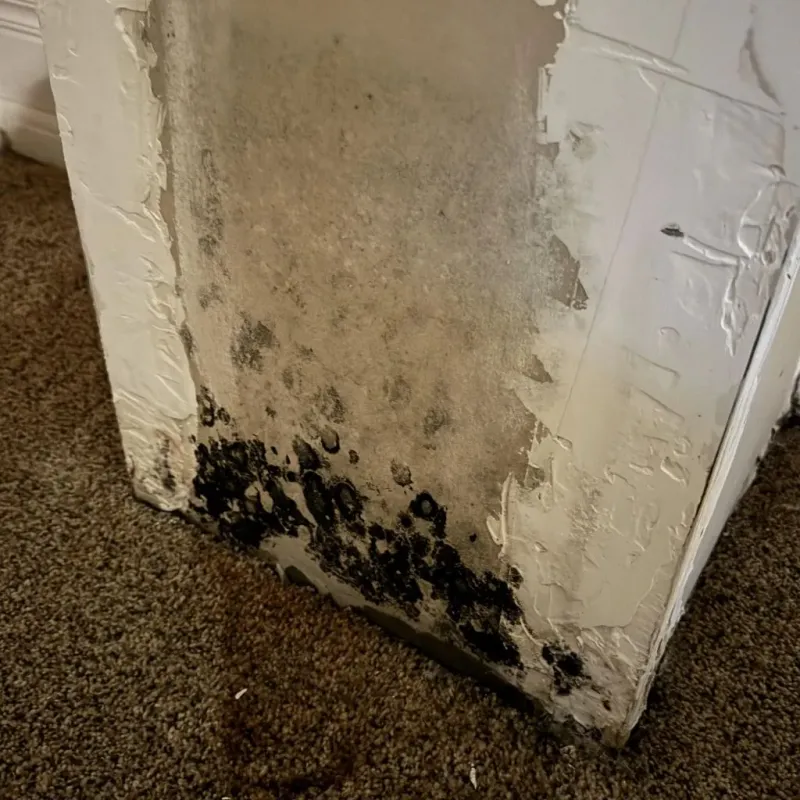 Professional Mold Removal in Jetmore, KS